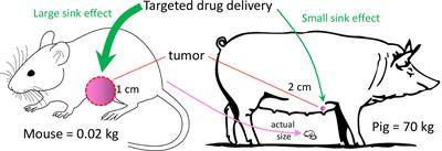 Large Animal Models of Breast Cancer